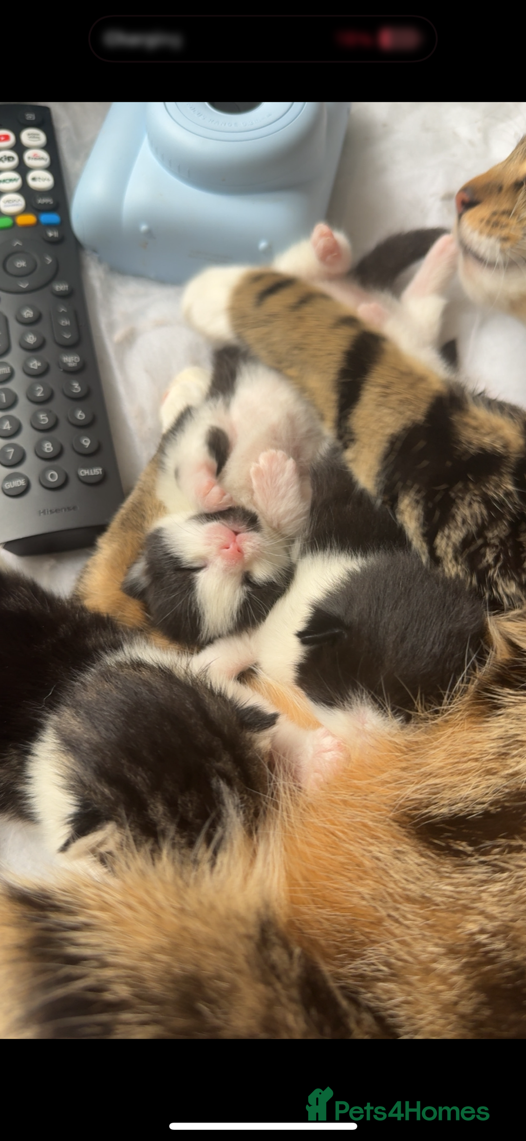 Bengal cats for sale: 3 beautiful bengals mixed with Khao Manee - Image 1