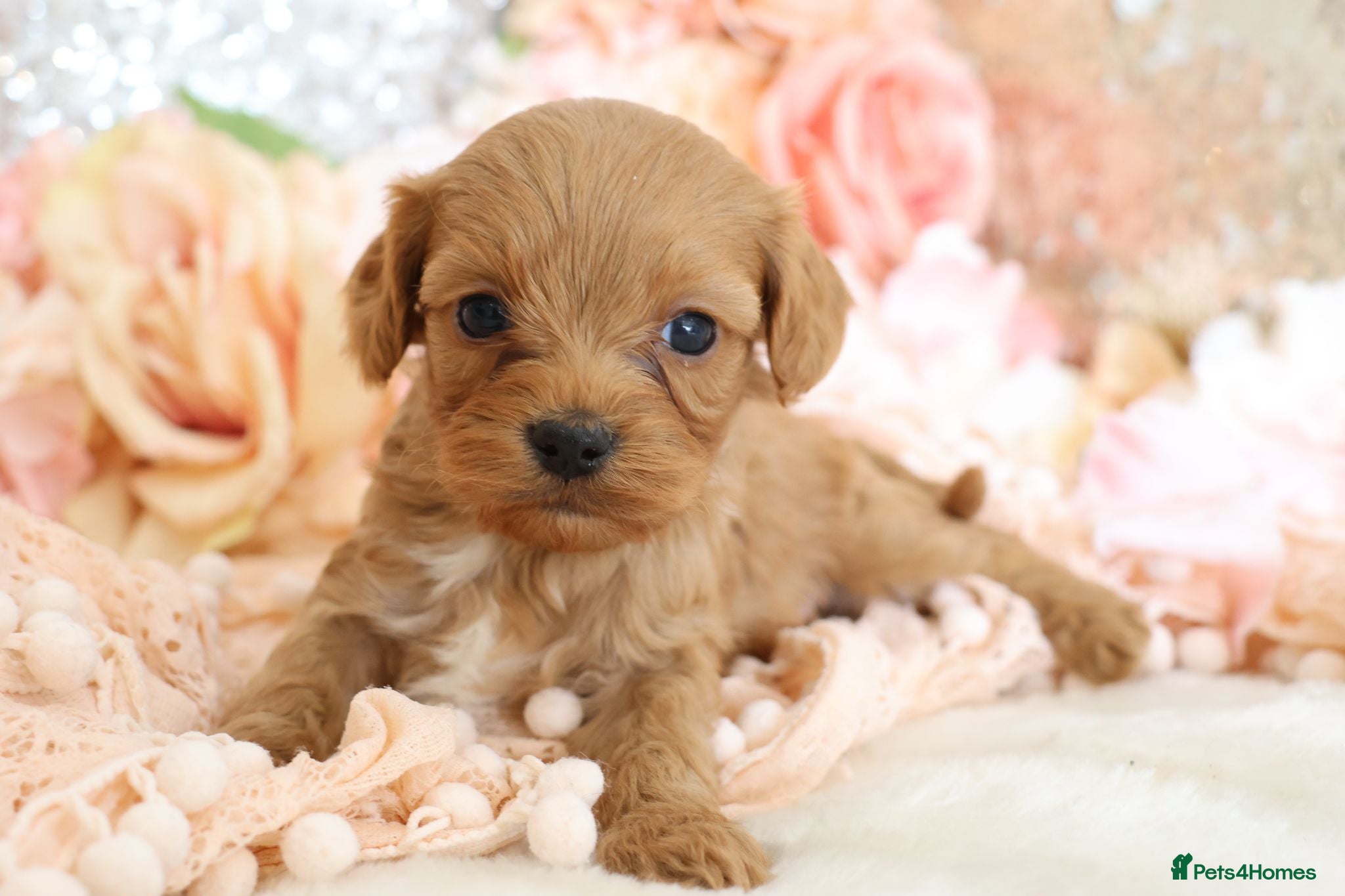 Cavapoo dogs *HEALTH TESTED* CAVAPOOS - Advert 2