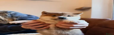 Japanese Shiba Inu 1