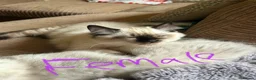 Ragdoll cats for sale: 4 pure Ragdoll kittens✨FREE ESSENTIAL STARTER PACK - Advert 7