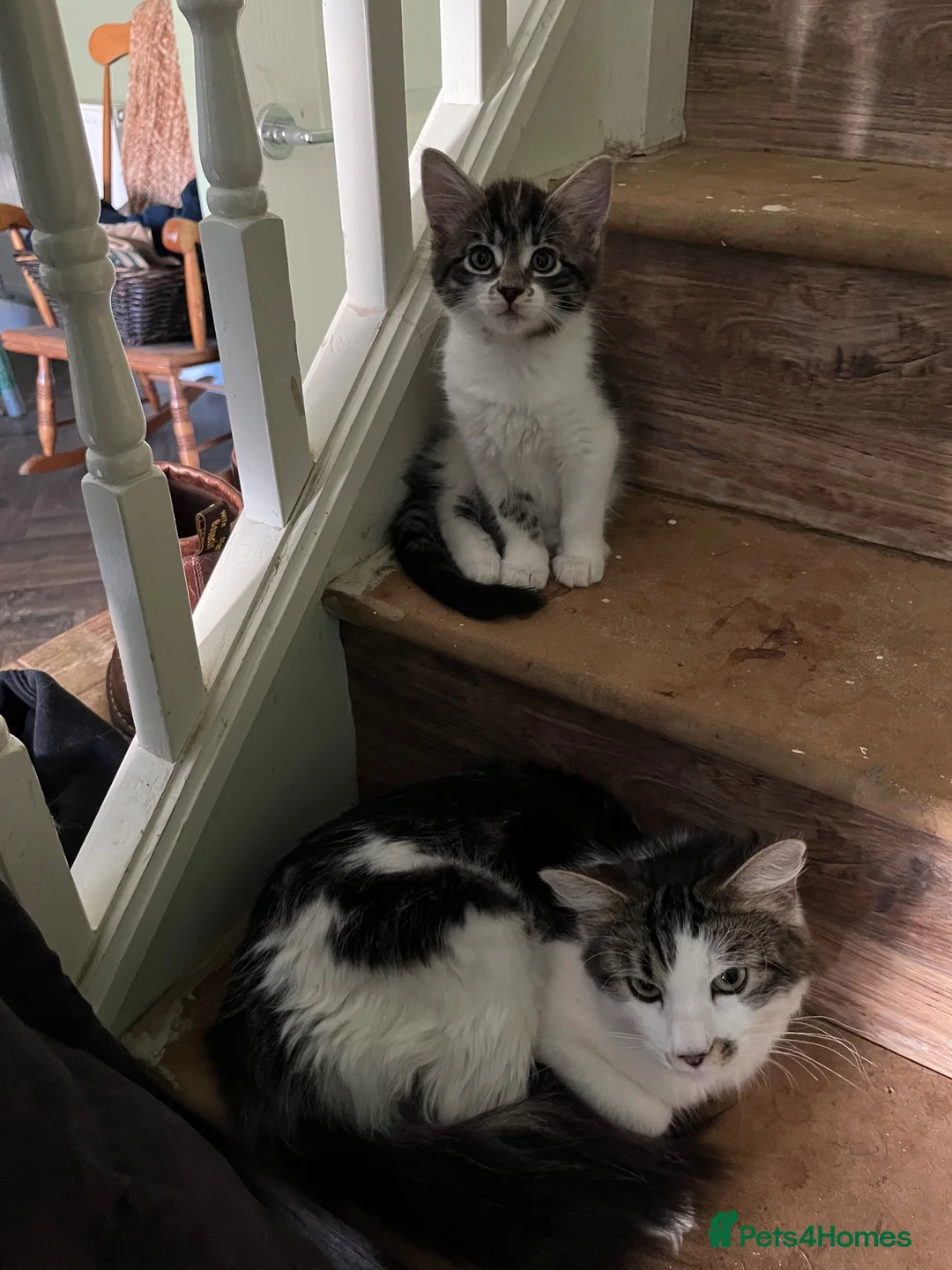 Mixed Breed cats for sale: Female Kitten - Advert 2