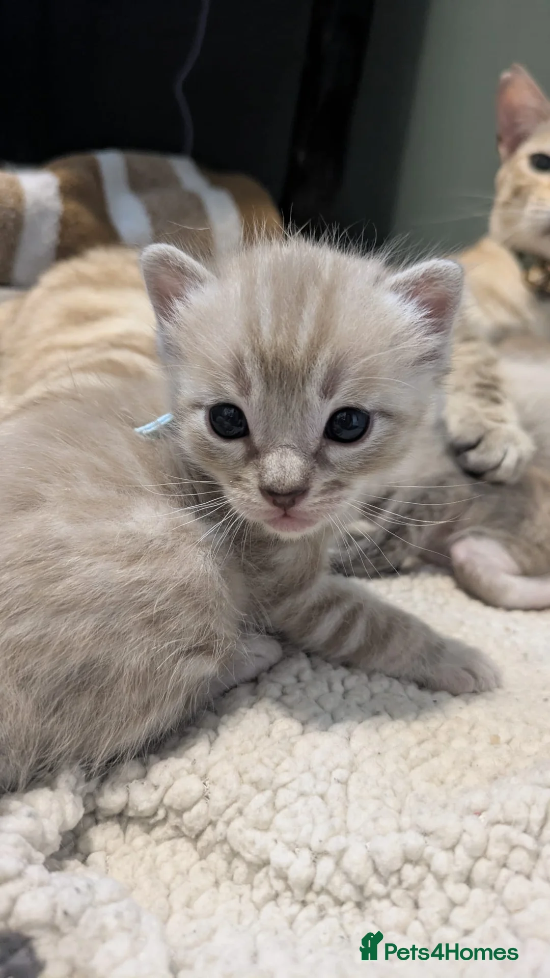 Mixed Breed cats for sale: Bengal cross ragdoll kittens - Advert 2
