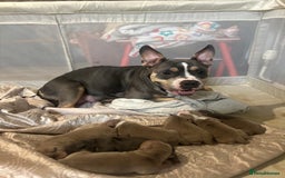 American Bully dogs for sale: American pocket bully’s  - Advert 14