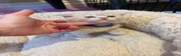British Shorthair cats for sale: British Short Hair kittens for sale - Advert 6