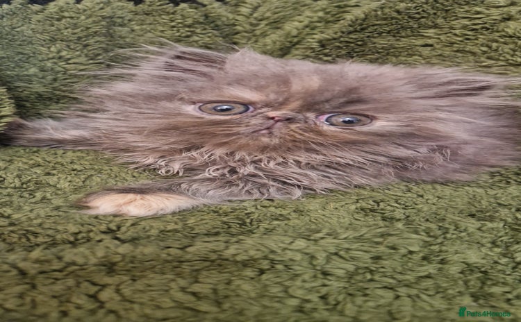 Persian cats - Advert 1