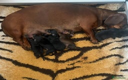 Dachshund dogs for sale: Standard smooth dachshunds from champion parents - Image 16