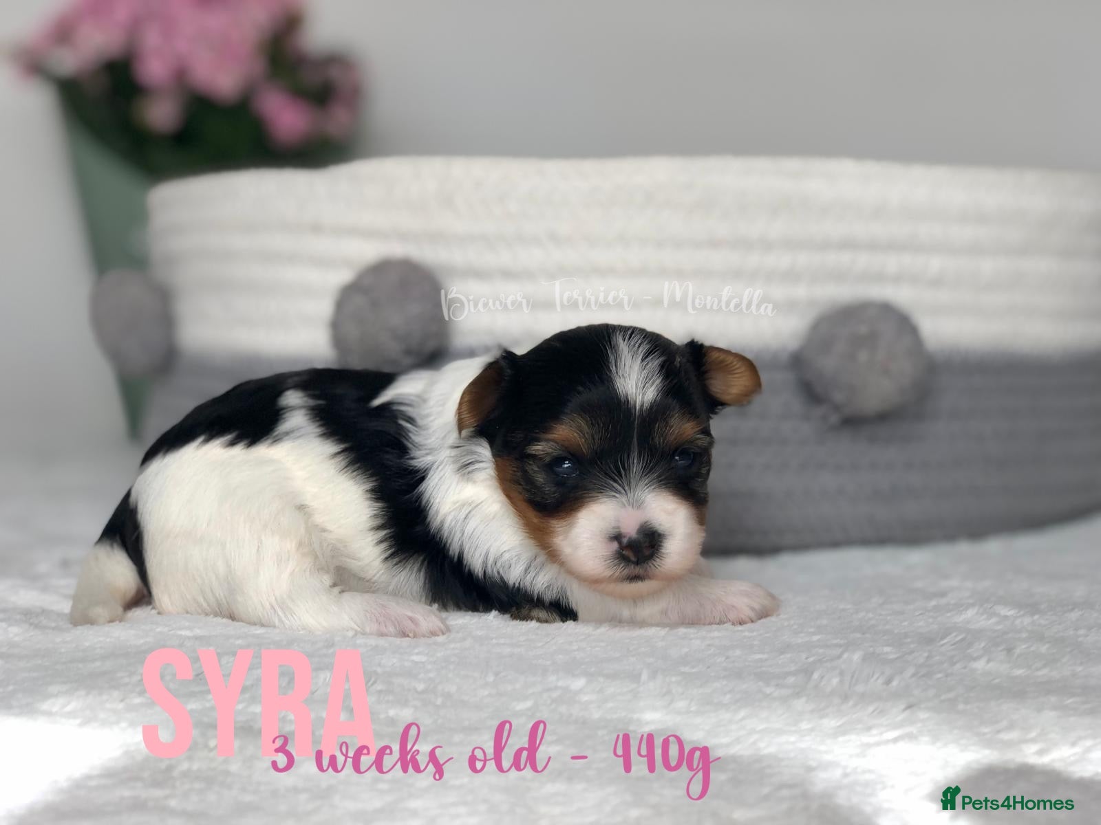 Yorkshire Terrier dogs Two Beautiful Biewer Terriers LEFT! - Advert 2