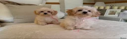 Maltipoo dogs for sale: * Sweet Korean Maltipoo Girl * - Advert 15