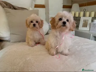 Maltipoo dogs * Tiny Korean Maltipoo Babies * - Advert 13