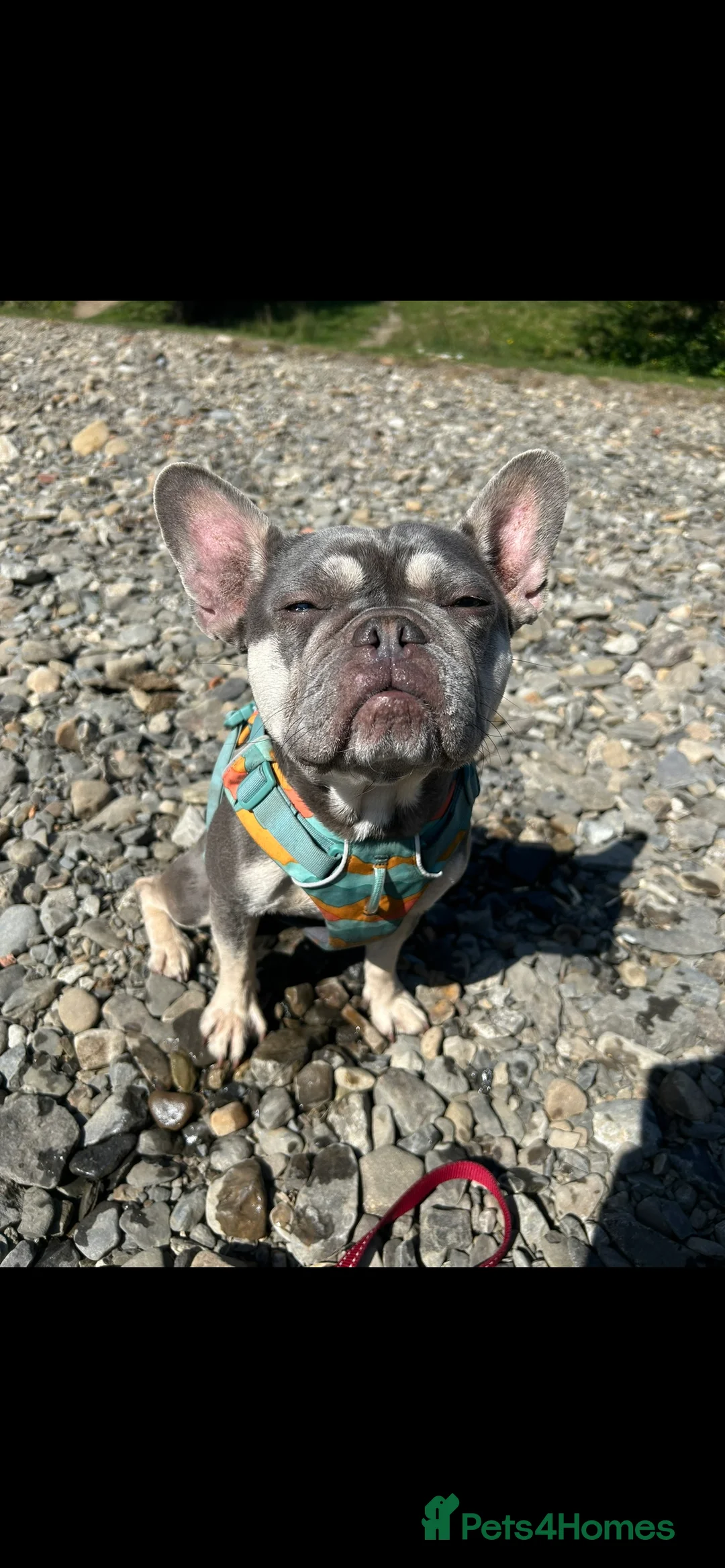 Mixed Breed dogs for sale: French bulldog x springer spaniel pups - Advert 6