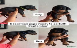 Dobermann dogs for sale: ⭐️DOBERMAN🐾PUPPIES⭐️🐶AVAILABLE🐾MID🐾SEPTEMBER🐶 - Image 24