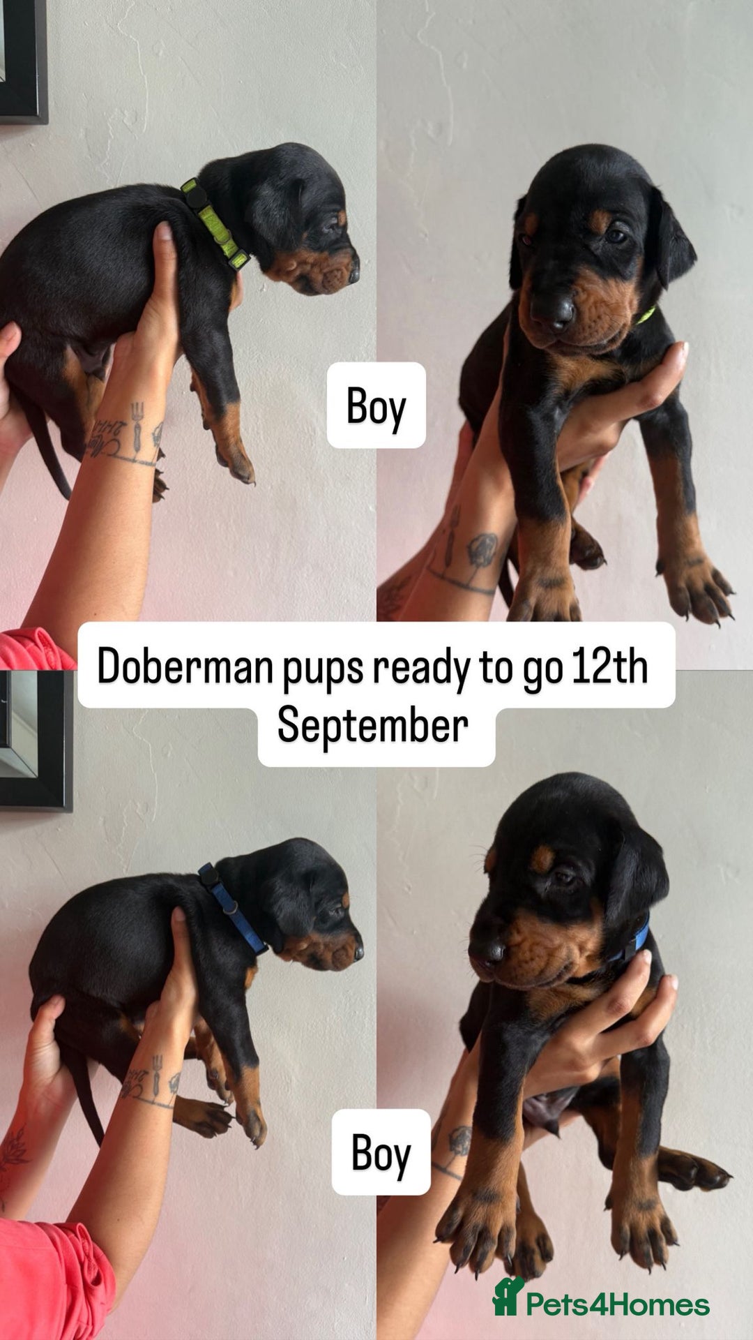 Dobermann dogs for sale: ⭐️DOBERMAN🐾PUPPIES⭐️🐶AVAILABLE🐾MID🐾SEPTEMBER🐶 - Image 24