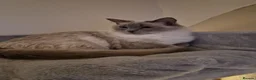 Ragdoll cats for sale: Ragdoll boy - Advert 5