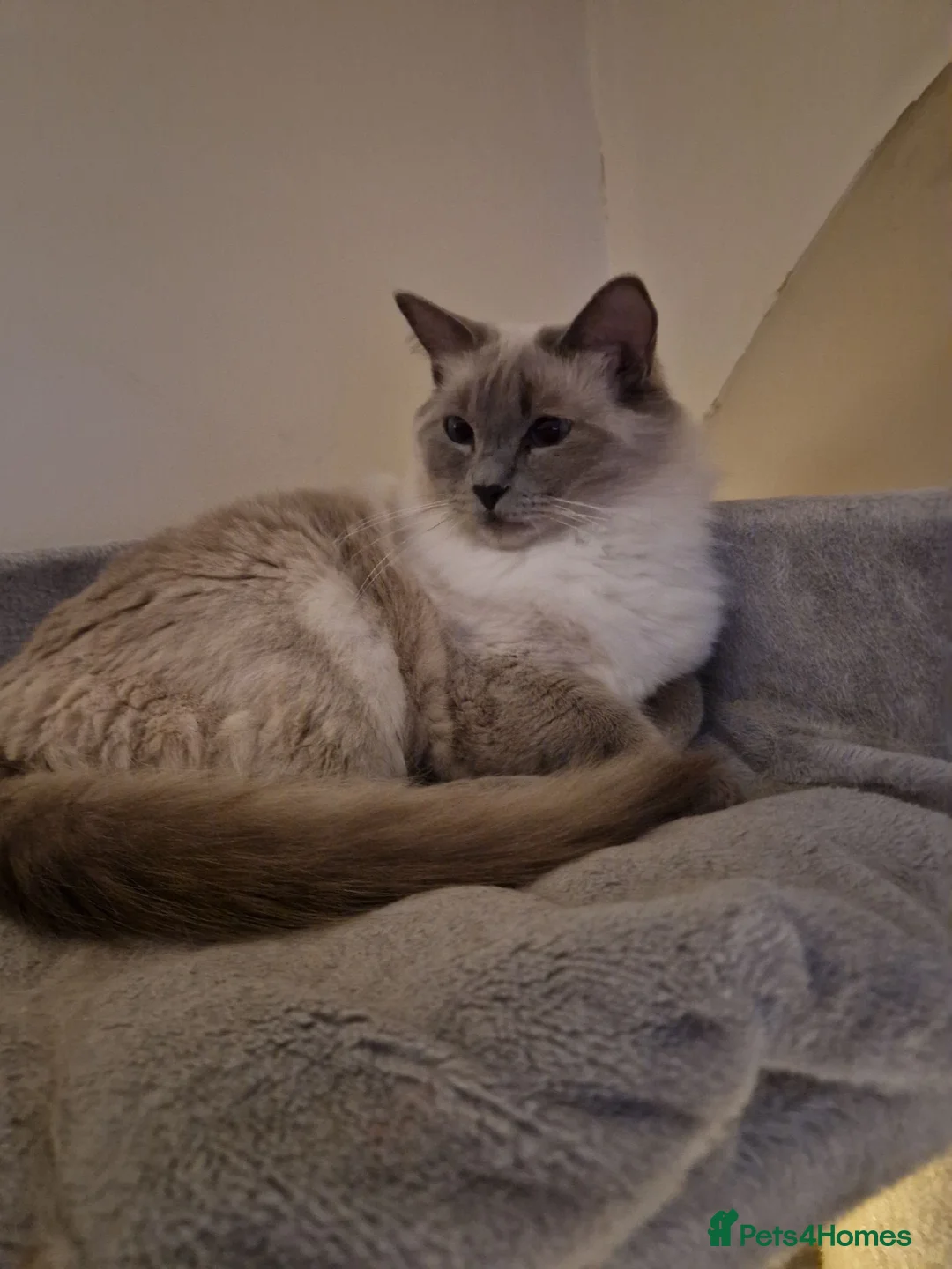 Ragdoll cats for sale: Ragdoll boy - Advert 5