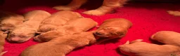 Mixed Breed dogs for sale: Beautiful Cocker X Golden Retriever Puppies  in Sleaford - Advert 3