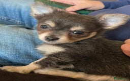 Chihuahua dogs for sale: Stunning Chihuahua puppies - Advert 6