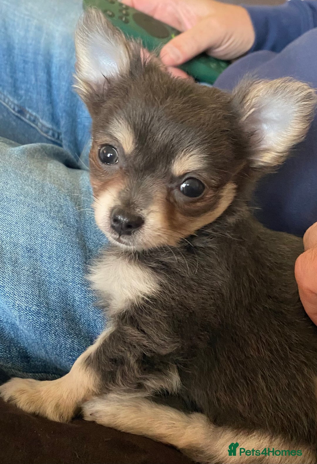 Chihuahua dogs for sale: Stunning Chihuahua puppies - Advert 6