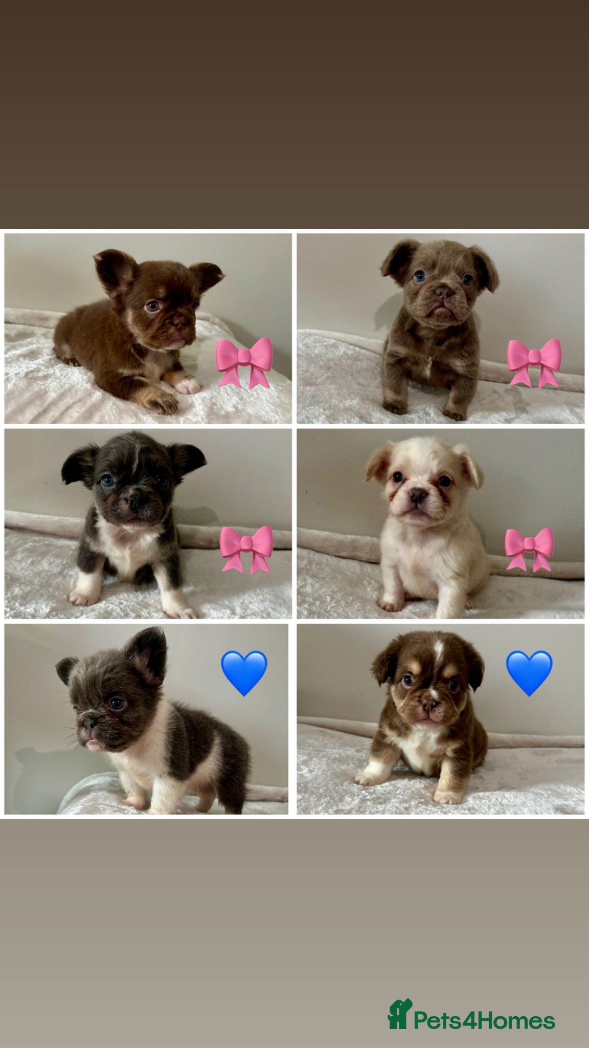 French Bulldog dogs Visual Fluffy Isabella French Bulldogs🐻 - Advert 1