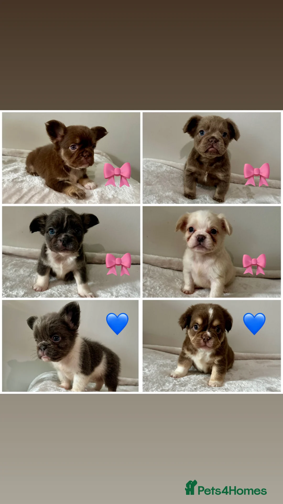 French Bulldog dogs for sale: Visual Fluffy Isabella French Bulldogs🐻 in Dronfield - Advert 1