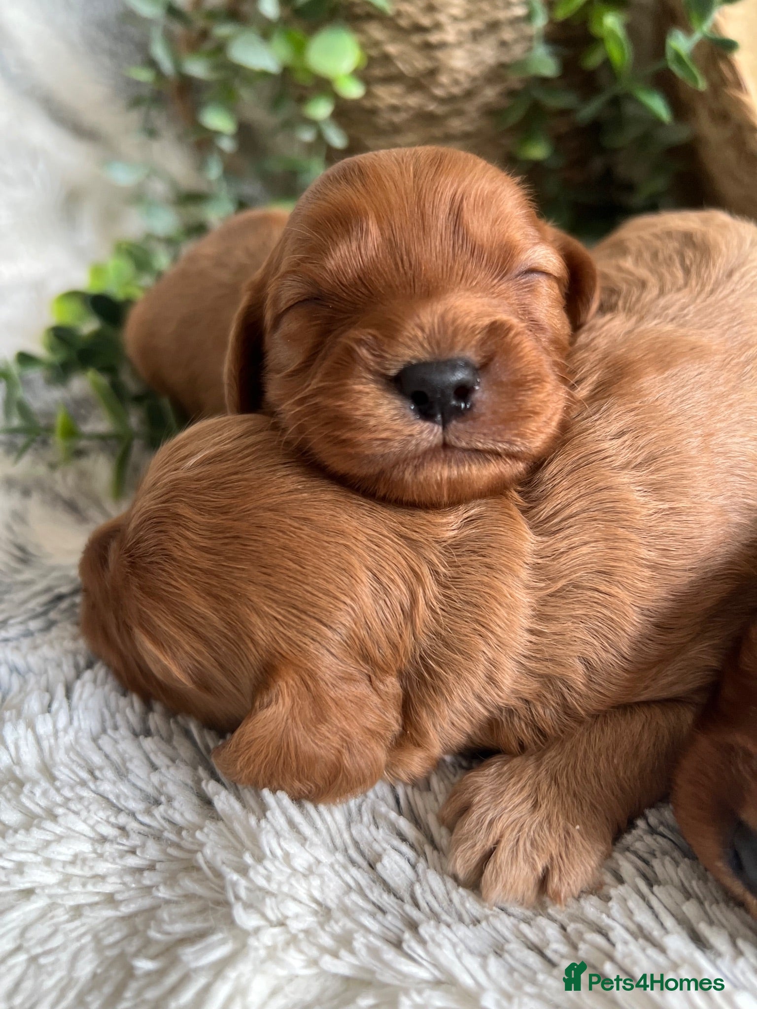 Cavapoo dogs THERAPY RAISED DNA TESTED CAVAPOOS - Advert 2