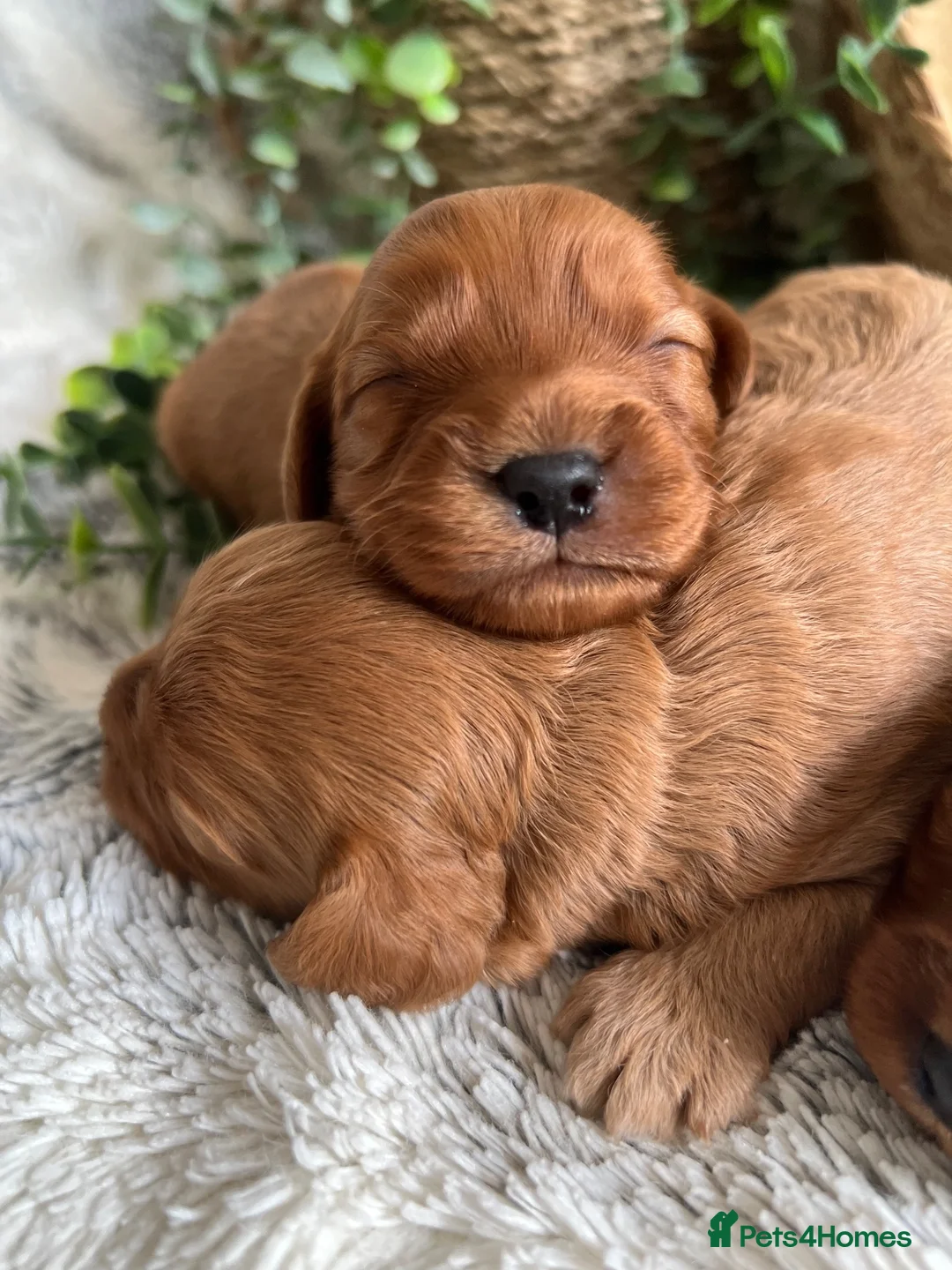Cavapoo dogs for sale: THERAPY RAISED DNA TESTED CAVAPOOS - Advert 2
