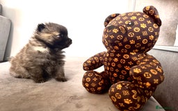 Pomsky dogs for sale: 3 girl pomskys for sale!  - Image 10