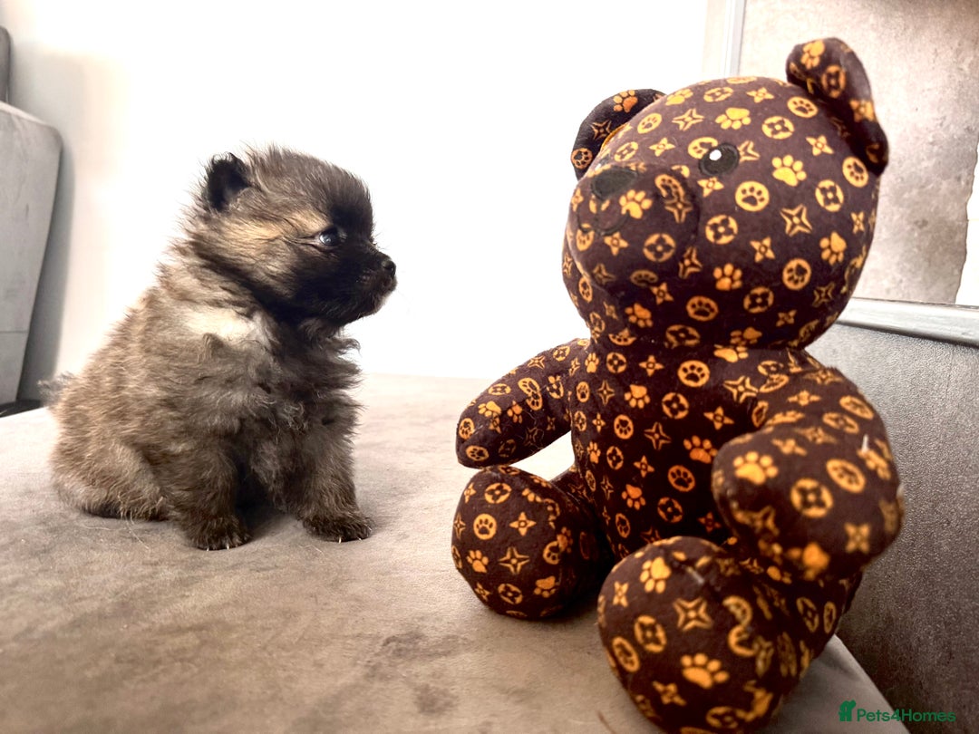 Pomsky dogs for sale: 3 girl pomskys for sale!  - Image 10