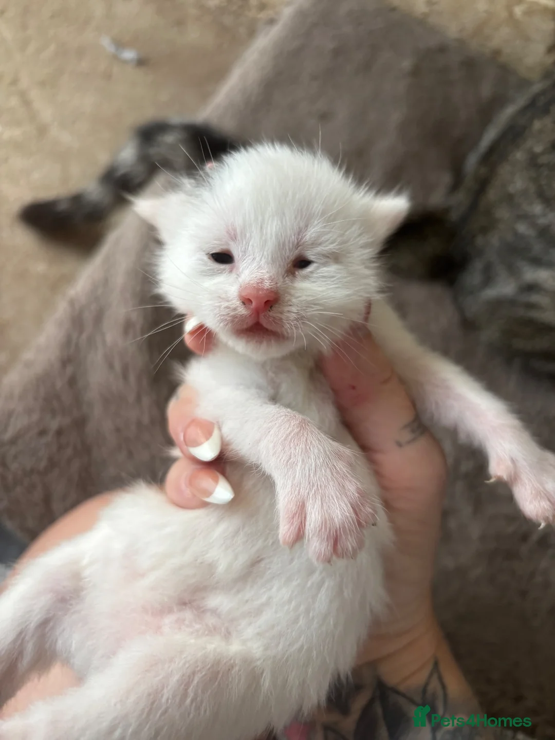 Mixed Breed cats for sale: 6 wonderful babies - Advert 2