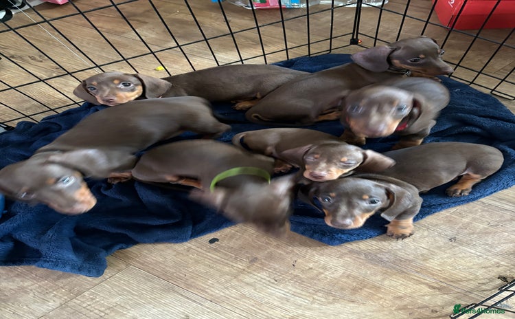 Miniature Dachshund dogs - Advert 1