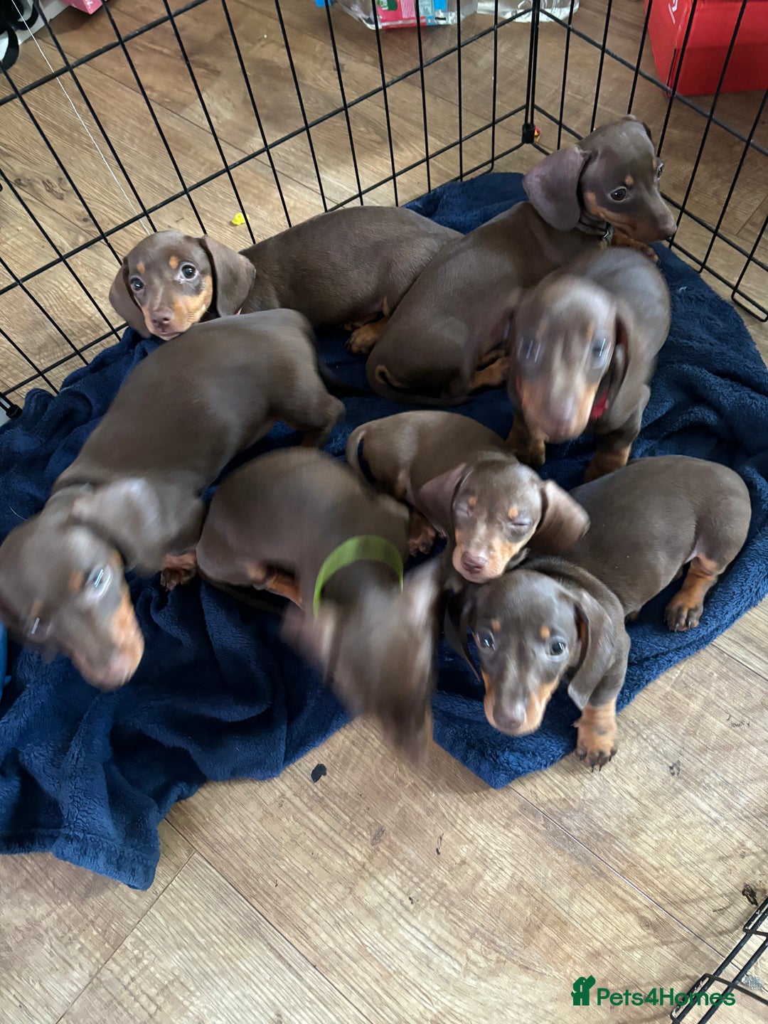 Miniature Dachshund dogs for sale: Pure miniature dachshunds - Image 1