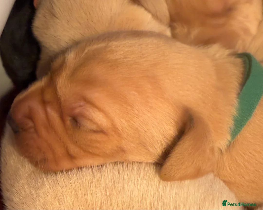 Labrador Retriever dogs for sale: QUALITY BLACK AND YELLOW LABRADOR PUPPIES - Advert 6