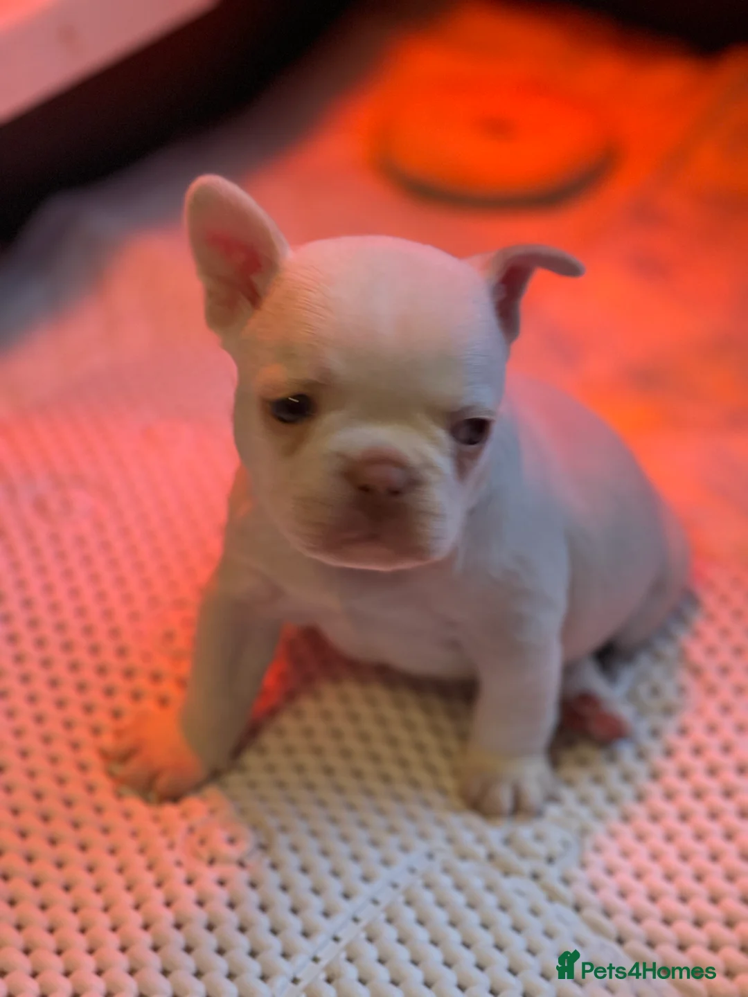 French Bulldog dogs for sale: KC registered new shade French Bulldog puppies - Advert 30