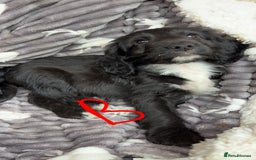 Cockapoo dogs for sale: F1 Adorable CockerPoo Puppies  - Image 15