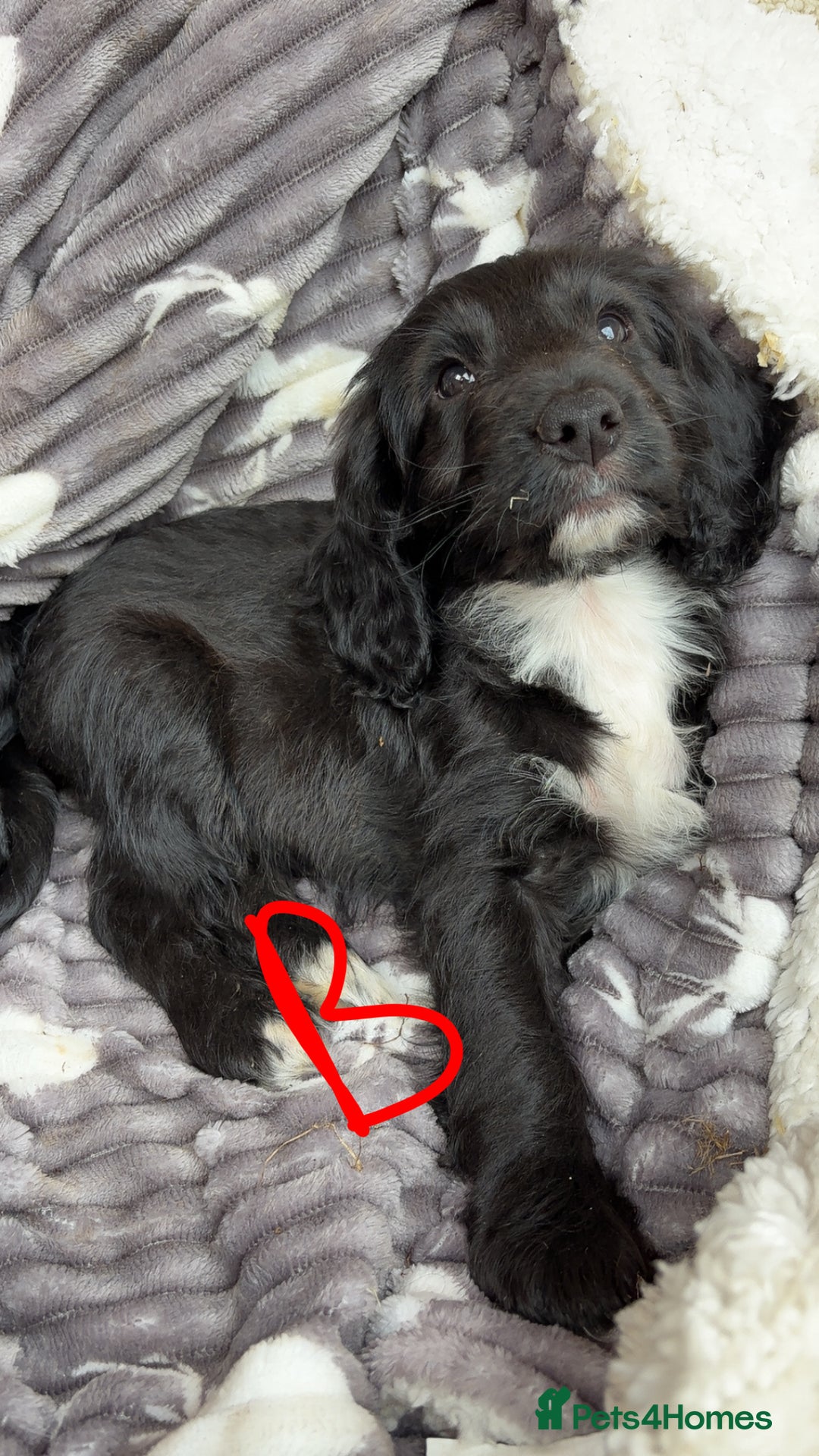 Cockapoo dogs for sale: F1 Adorable CockerPoo Puppies  - Image 15