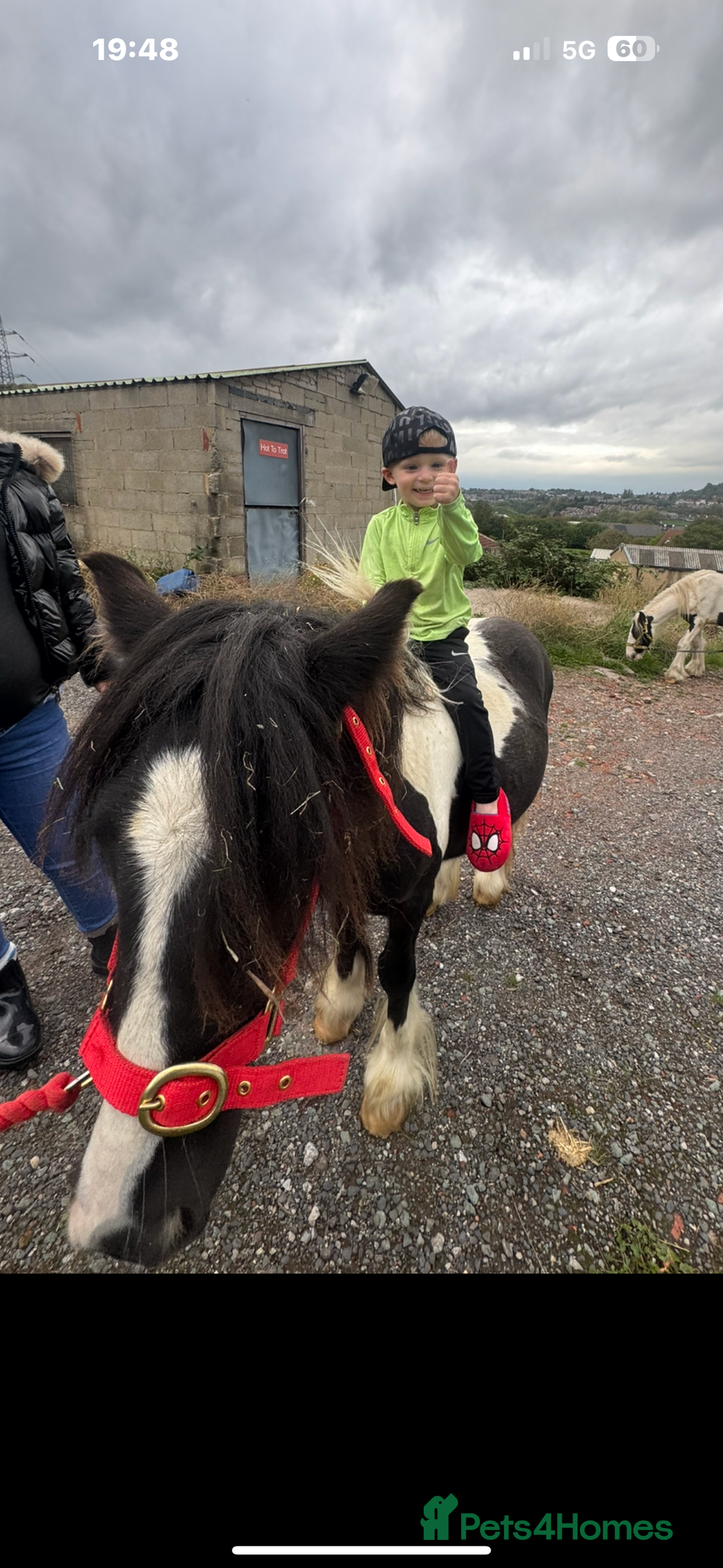 Irish Cob horses for sale: Randy  - Image 4