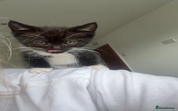 Domestic Shorthair cats for sale: male kitten  - Image 3