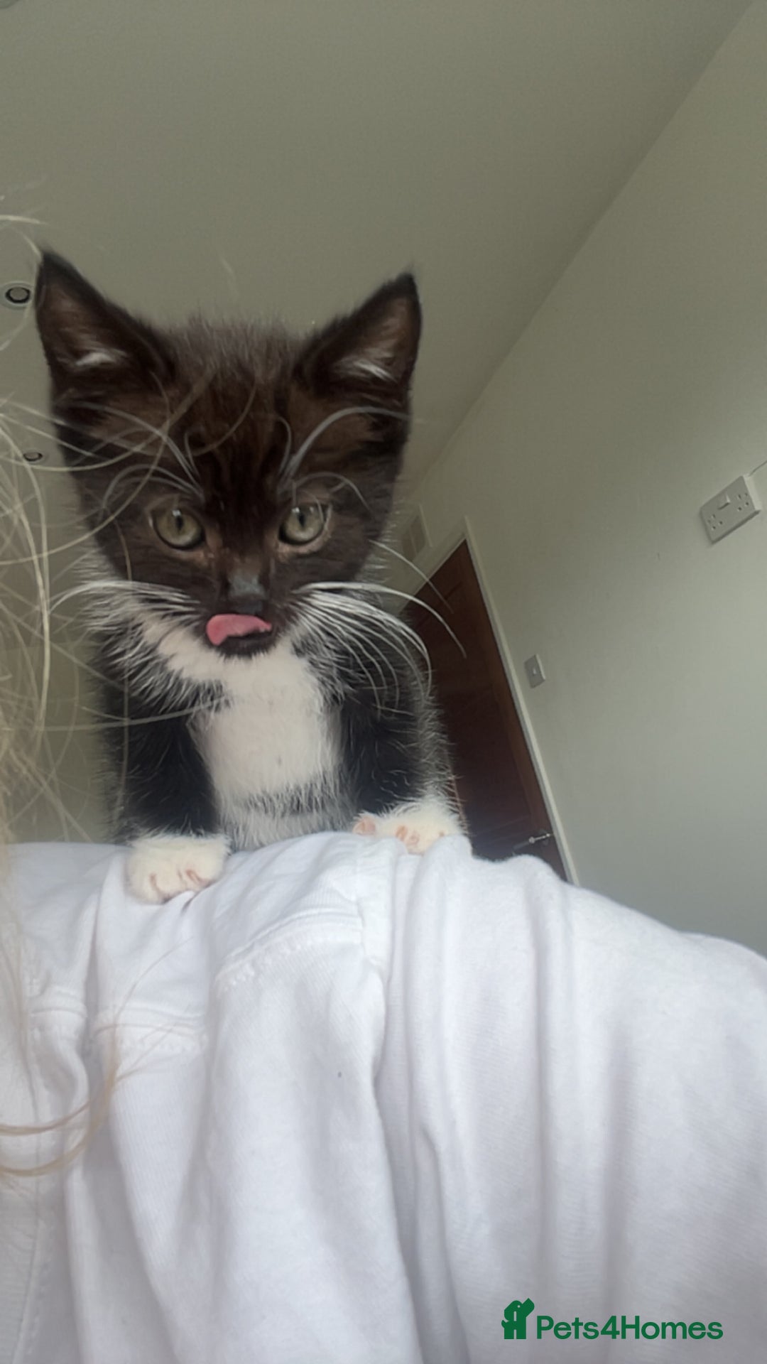 Domestic Shorthair cats for sale: male kitten  - Image 3