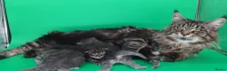 Maine Coon cats for sale: Tica beautiful Maine Coon kittens  - Advert 9