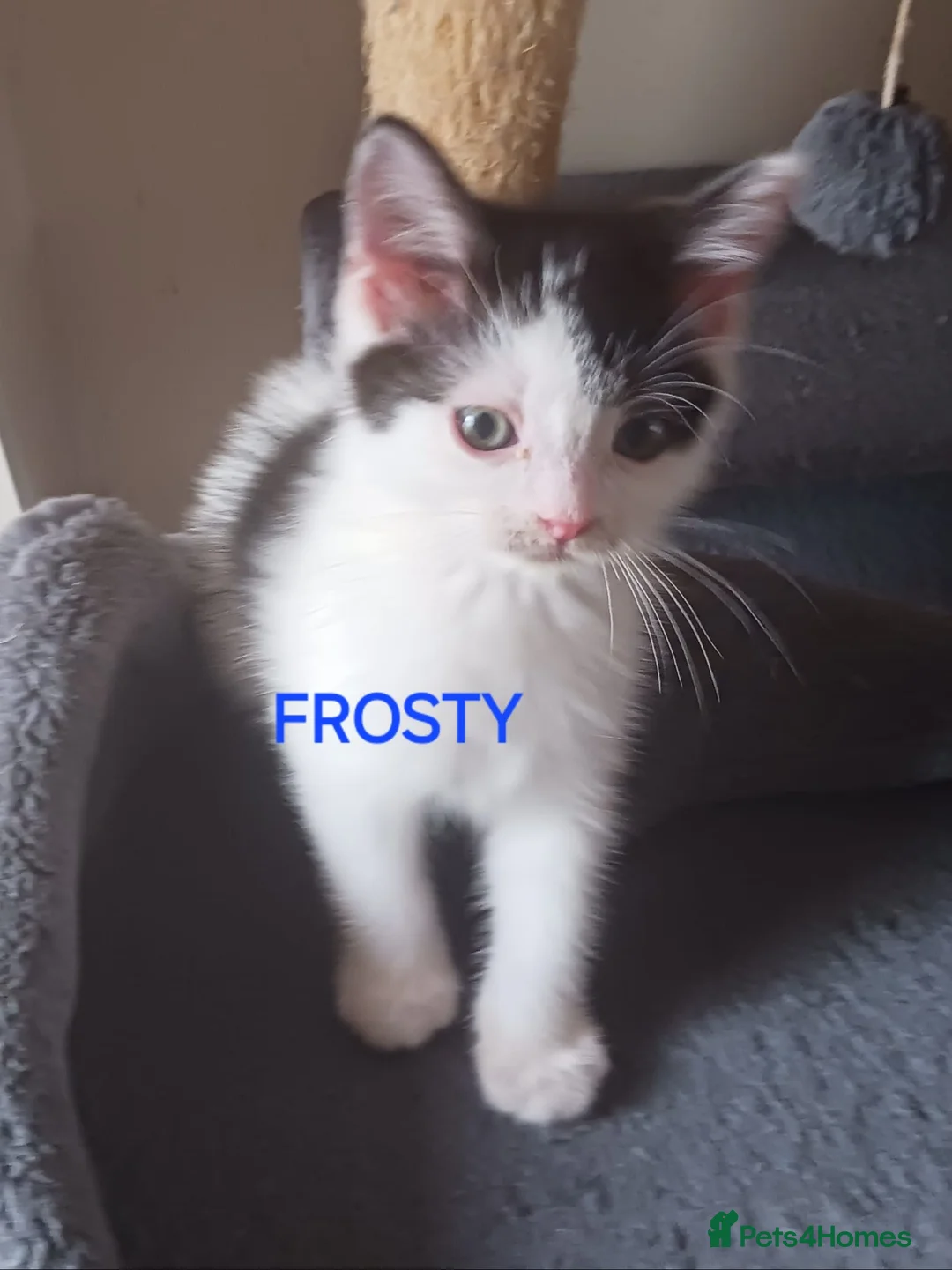 Ragdoll cats for sale: CUTE RARE BLUE COLOUR RAGDOLL KITTENS  - Advert 2