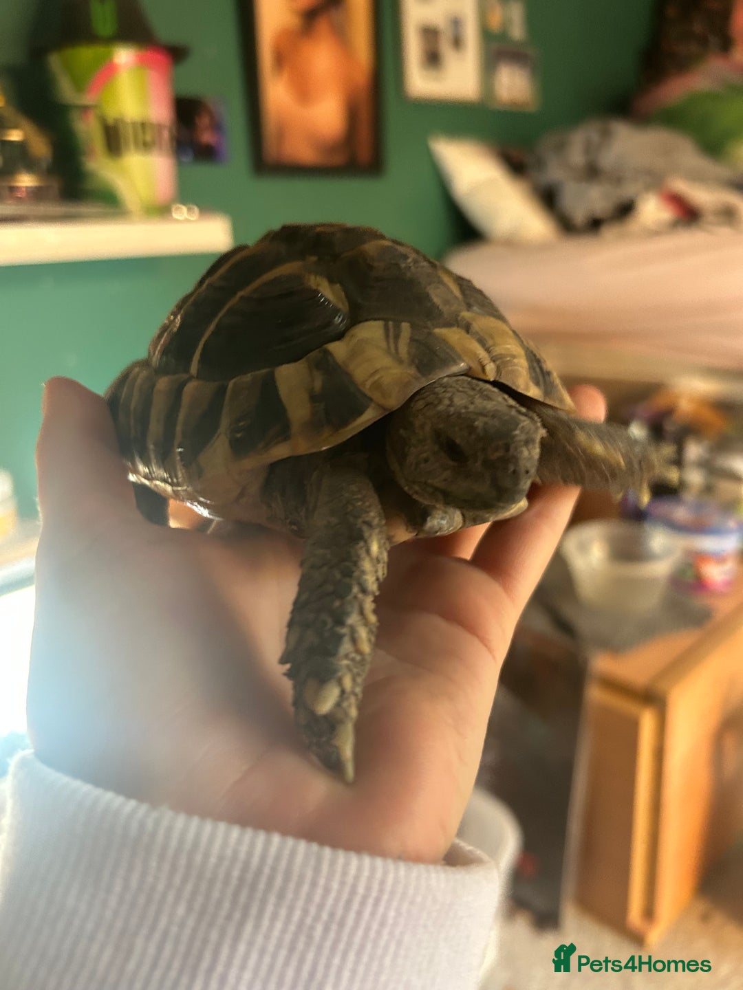 Hermann Tortoise reptiles for sale: echo - herman’s tortoise with enclosure  - Image 5