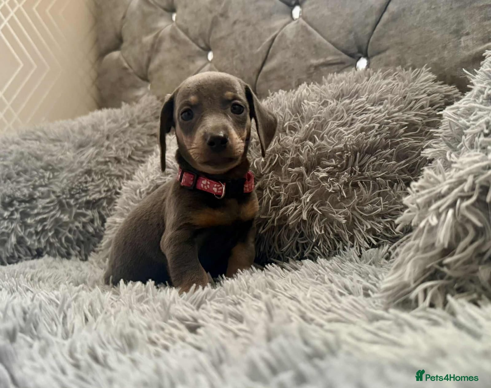 Dachshund dogs Beautiful Dachshund puppies - Advert 3