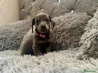 Dachshund dogs Beautiful Dachshund puppies - Advert 3