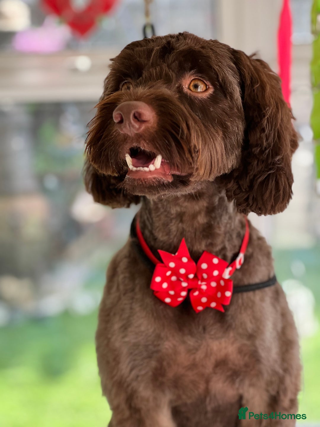 Cockapoo dogs for stud: Remy 18 month old F1 cockapoo for stud  - Image 6
