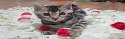 Bengal cats for sale: TICA Registered Bengal Kittens – Ready to Reserve - Advert 26