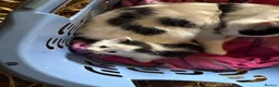 Mixed Breed cats for sale: 3 X Black Outdoor Kittens in Biggar - Advert 7