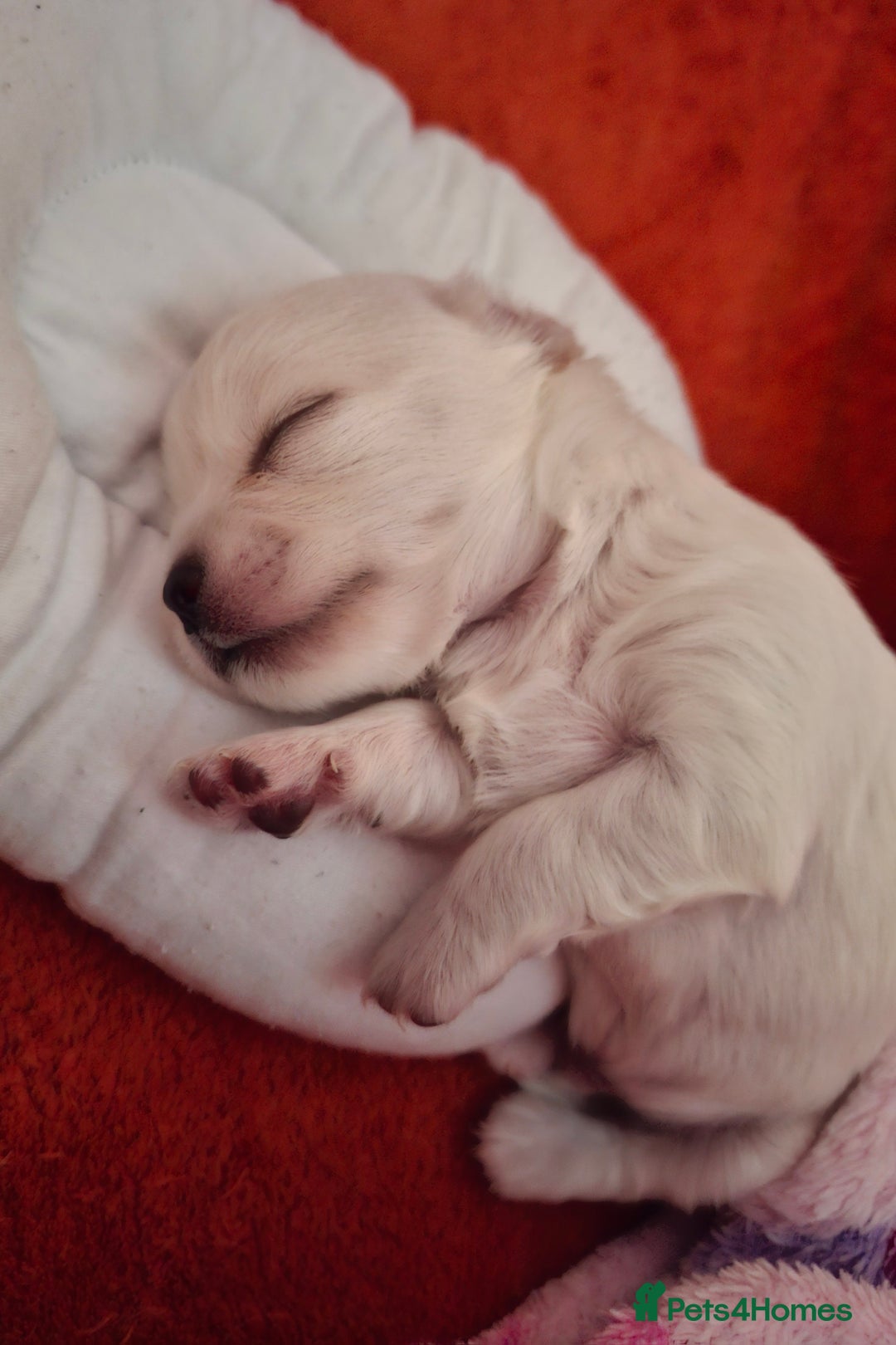 Chihuahua dogs for sale: Gorgeous Chihuahua puppies ❤️👑❤️ Bristol  - Advert 9