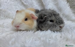 Guinea Pig rodents for sale: Pure Breed Teddy Females - Image 2