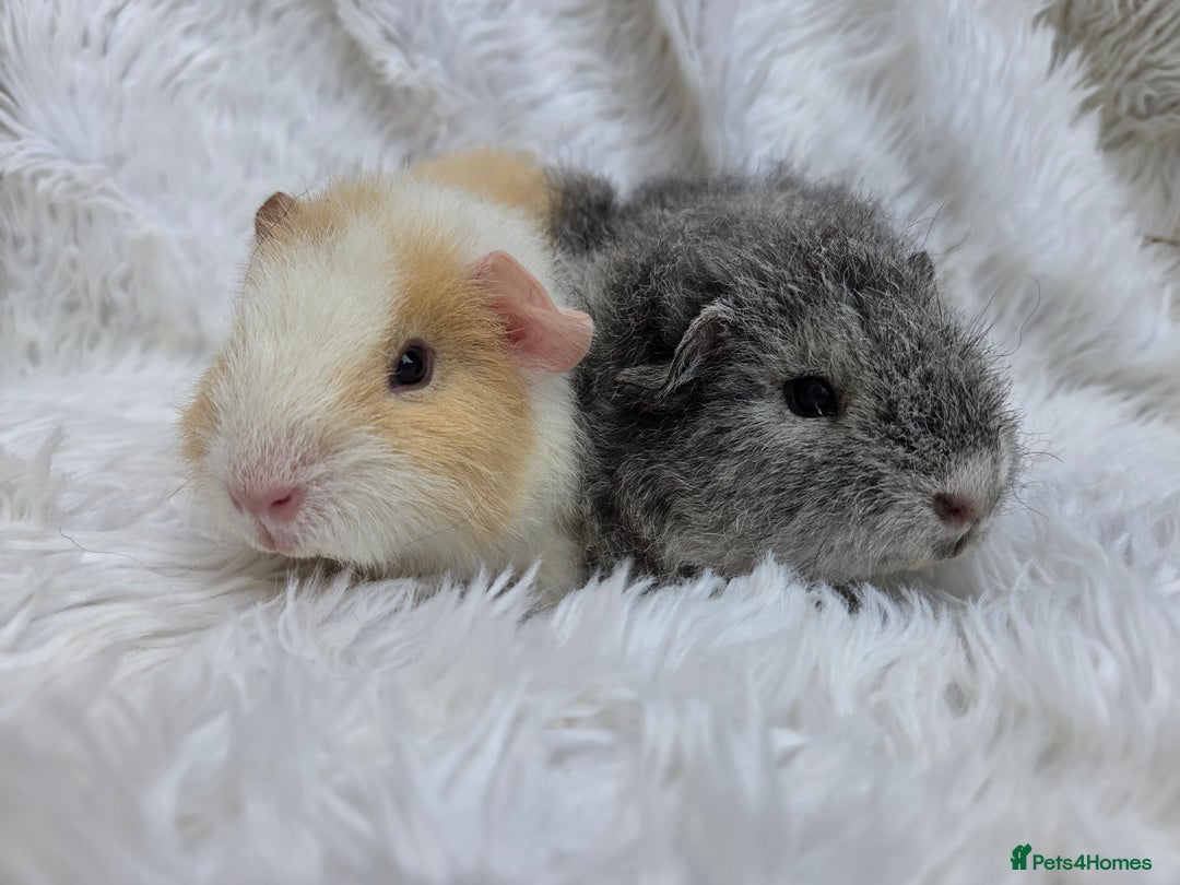 Guinea Pig rodents for sale: Pure Breed Teddy Females - Image 2