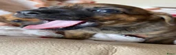Mixed Breed dogs for sale: Dachsund  in Maidstone - Advert 3