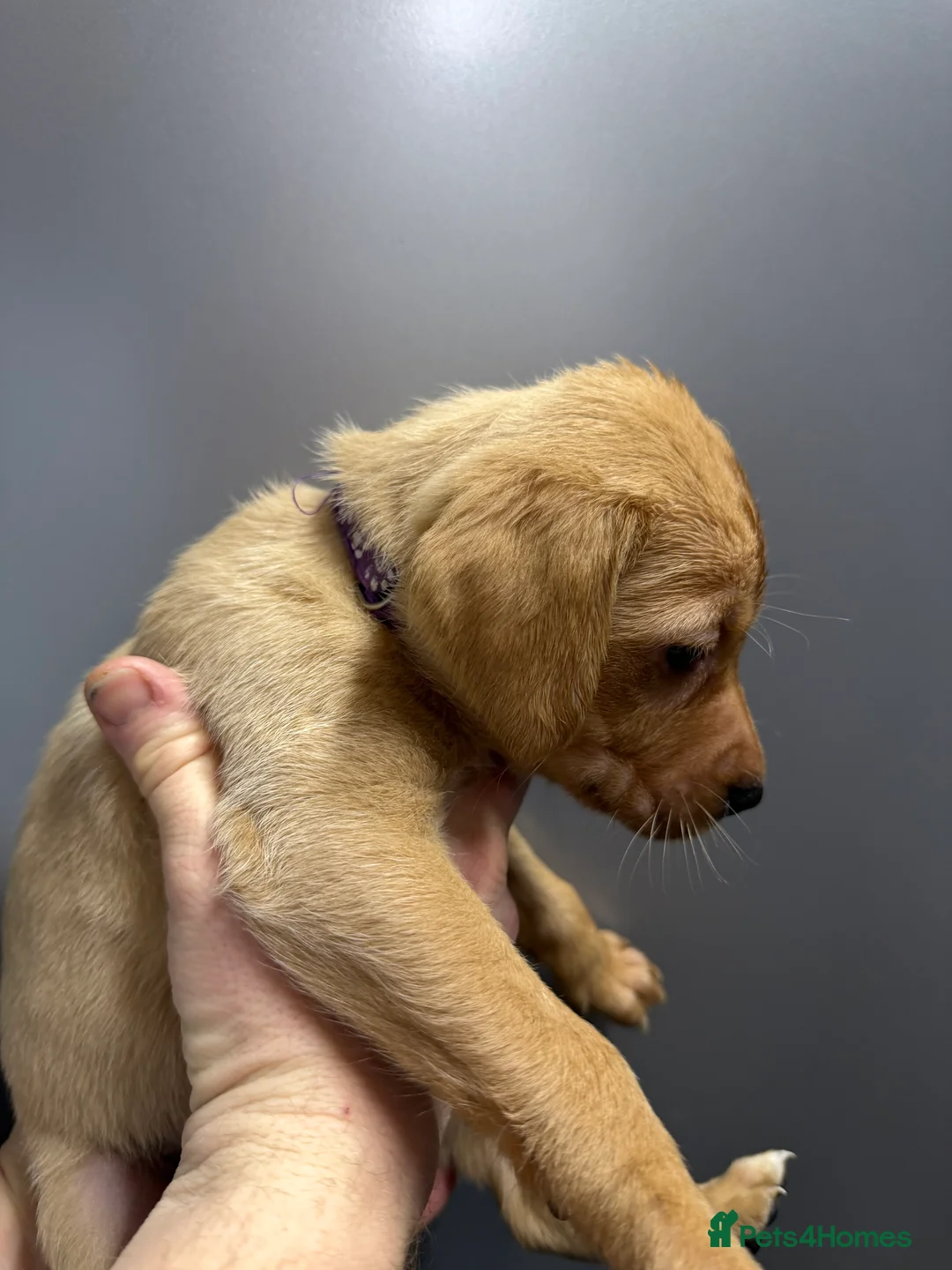 Labrador Retriever dogs for sale: KC Reg Labrador Puppies (mix of Red/blonde) - Advert 4